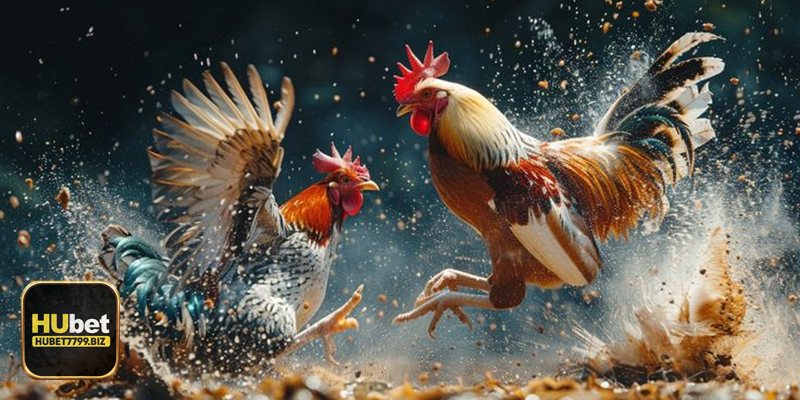 Đá gà hubet7799: Tổng quan & điểm nổi bật