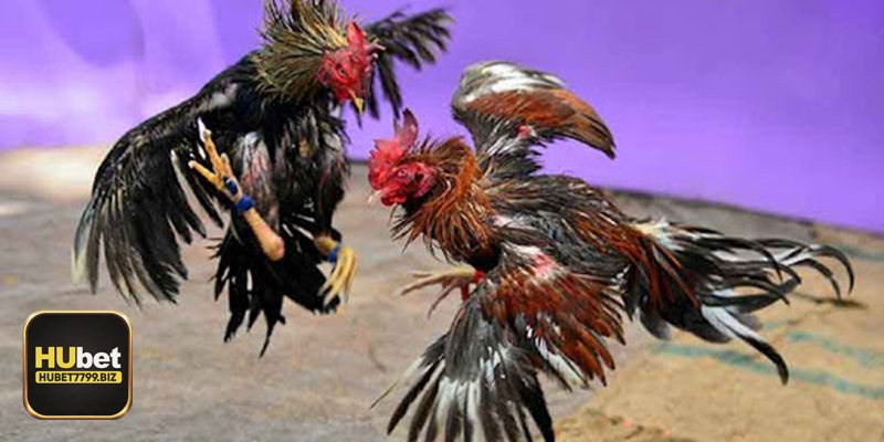 Gà đá trực tiếp - Trải nghiệm liền mạch trên đa thiết bị