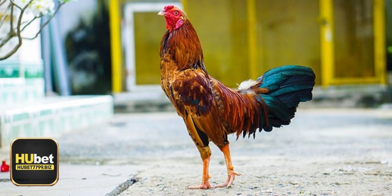 Đá gà philippines - Phục hồi nhanh giữa các nhịp đánh
